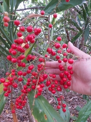 Cordyline manners-suttoniae
