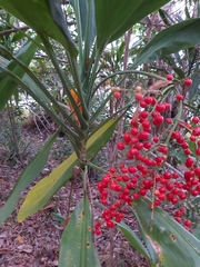 Cordyline manners-suttoniae