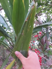 Cordyline manners-suttoniae