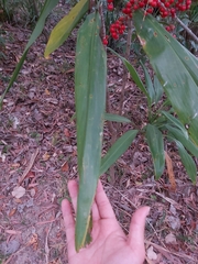 Cordyline manners-suttoniae