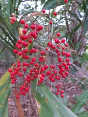 Cordyline manners-suttoniae