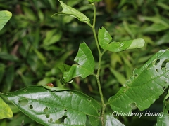 Agomadaranus pardaloides