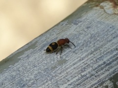 Odontomutilla uranioides