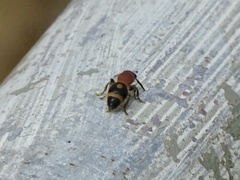 Odontomutilla uranioides