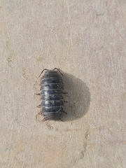 Armadillidium vulgare