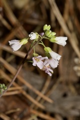 Arabidopsis arenosa arenosa
