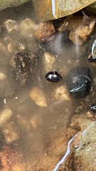 Hydrocassis lacustris