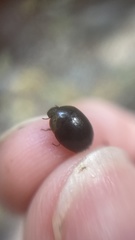 Hydrocassis lacustris