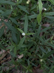 Eclipta prostrata