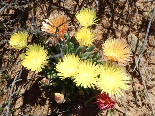 Image of Cheiridopsis namaquensis by no rights reserved