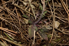 Arabidopsis arenosa arenosa