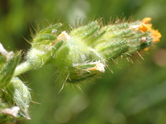 Schizomyia macrofila