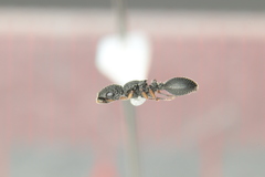 Cataulacus granulatus