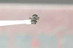 Cataulacus granulatus