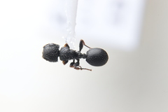 Cataulacus granulatus