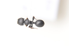 Cataulacus granulatus