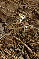 Arabidopsis arenosa arenosa