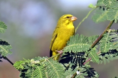 Crithagra sulphurata sharpii