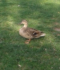 Anas platyrhynchos