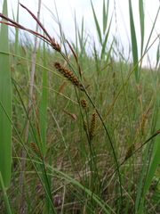 Carex lasiocarpa