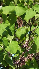 Cercis chinensis
