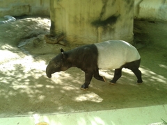 Tapirus indicus