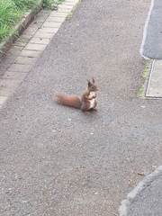 Sciurus vulgaris
