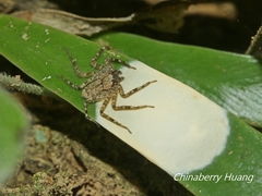 Siamspinops formosensis