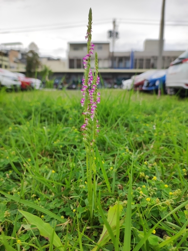 Spiranthes sinensis iNat (2)
