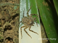 Siamspinops formosensis