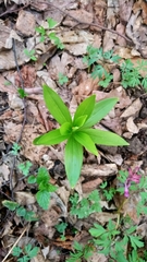 Lilium martagon