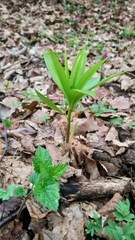 Lilium martagon