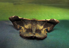 Fascellina