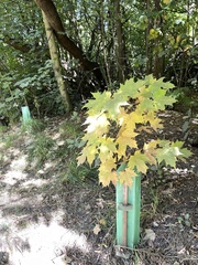 Acer