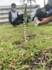 Spiranthes sinensis