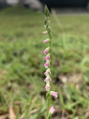 Spiranthes sinensis