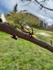 Gleditsia triacanthos