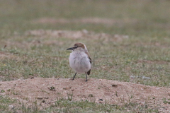 Pseudopodoces humilis