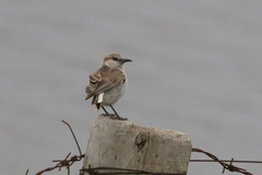 Pseudopodoces humilis