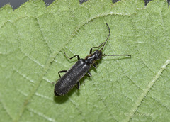 Lycocerus nigripennis