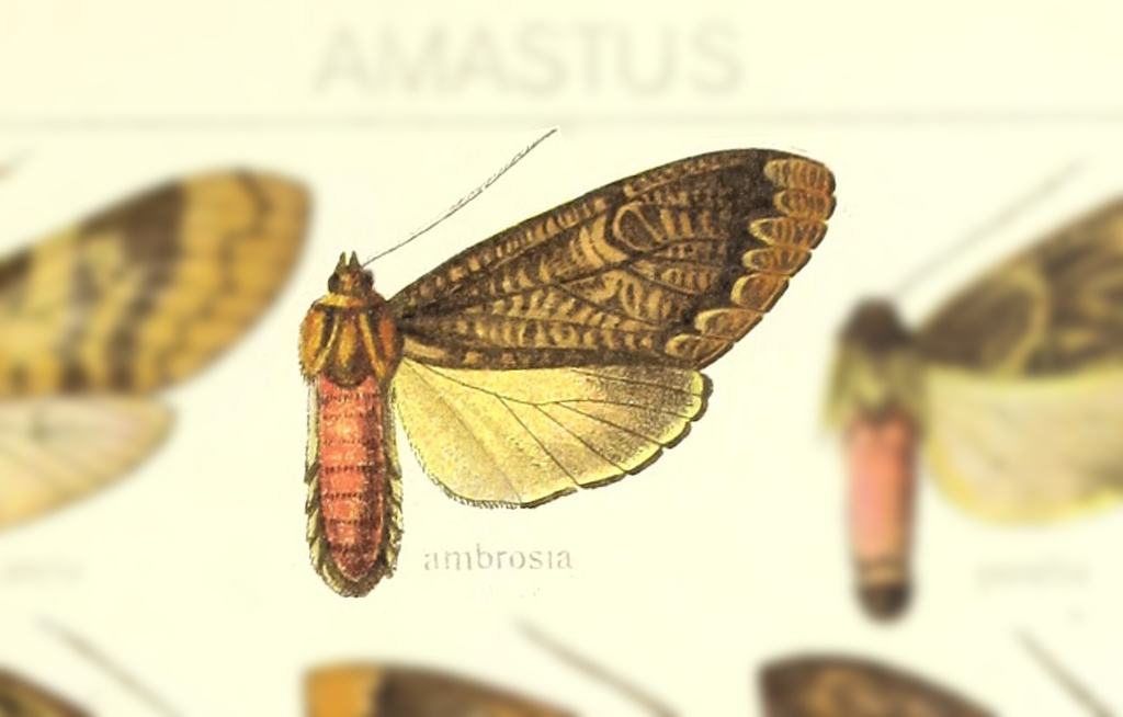 Amastus ambrosia