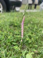 Spiranthes sinensis