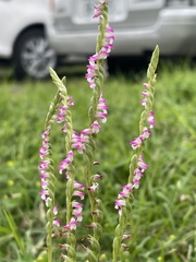 Spiranthes sinensis