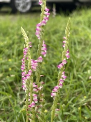 Spiranthes sinensis