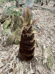 Phyllostachys edulis