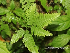 Pteris grevilleana