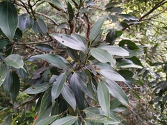 Cinnamomum osmophloeum