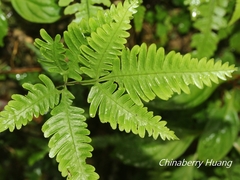 Pteris grevilleana
