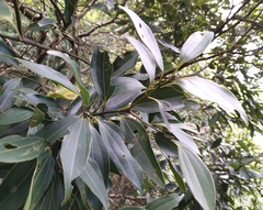 Cinnamomum osmophloeum