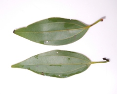 Cinnamomum osmophloeum